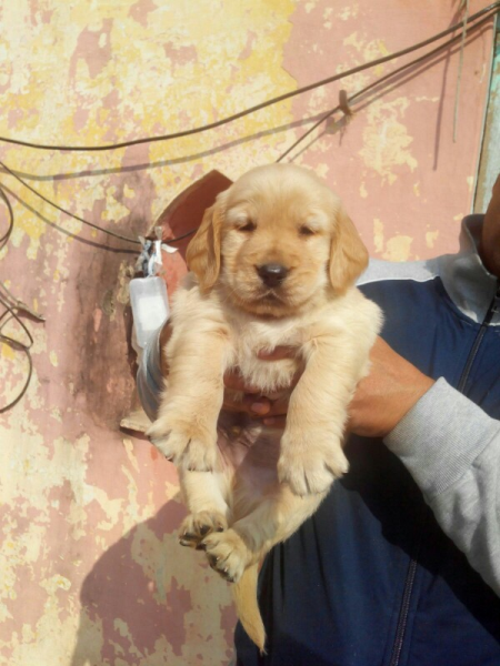 Raman Pet Shop in Jagat Puri, Delhi - 110051 | Sulekha Delhi